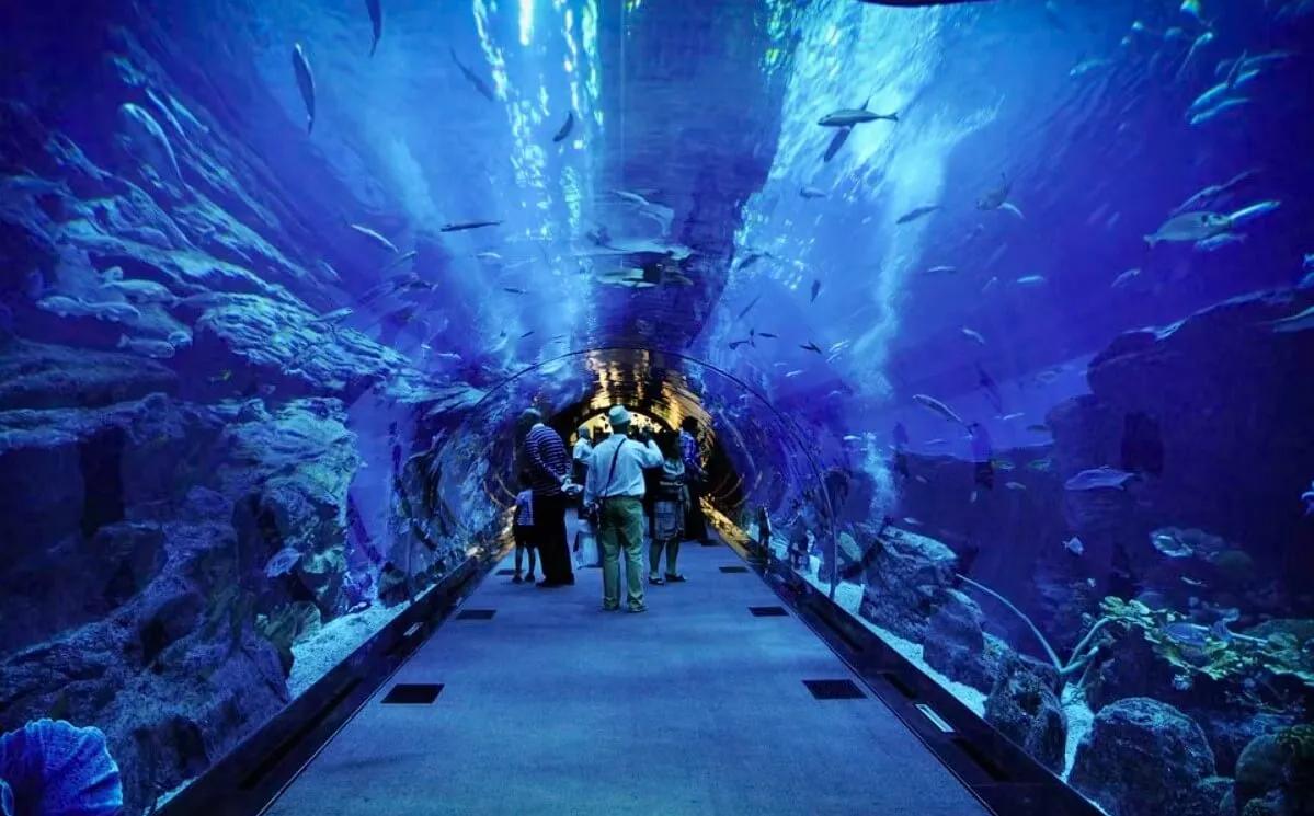 Dubai Aquarium Photos