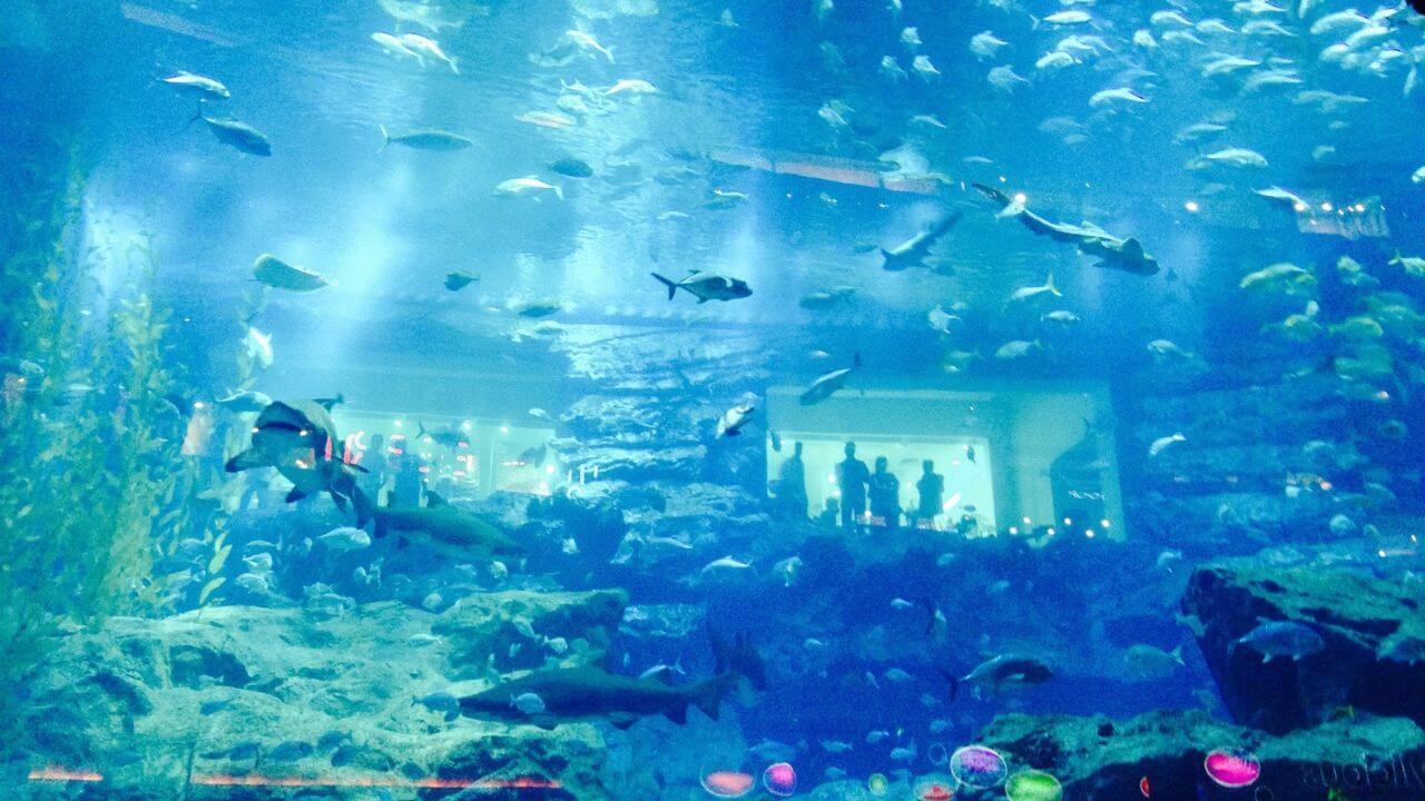 Aquarium Dubai Mall Pic